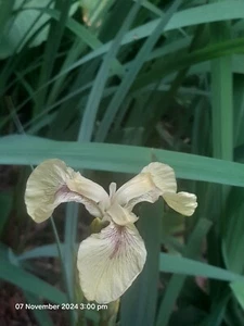 Water Plants- Iris hybrid Iris pseudacorus 'Pastel Surprise' - Picture 1 of 8