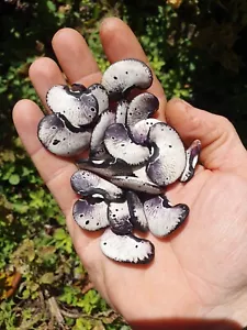 VERY RARE Fruit Seeds x25 ~ Paul's Jungle Lima Beans ~ Phaseolus lunatus - Picture 1 of 1