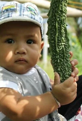 bitter gourd /  Peria katak : true breed vegetable seeds - Image 1 of 2