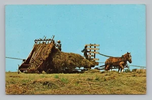 Postcard Amish Harvesting Hay - Picture 1 of 2