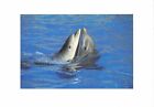 Lot155 canada dolphin animal france