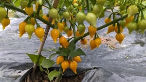SEEDS-Biquinho Yellow & Red  Hot Pepper Little Beak Rare Unique Tiny Fruit - Picture 1 of 11