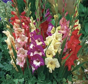 Mystery Pack : 10 Rare Bulbs/Tubers For $50 Free Postage - Picture 1 of 13