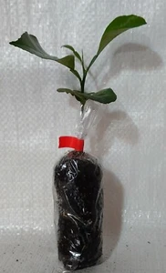 Seville Orange, Marmalade Orange, Citrus X aurantium Plug Plant - Picture 1 of 3