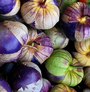Physalis ixocarpa tomatillo miltomate azul morado 1000 semillas seeds comestible - Imagen 1 de 1