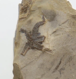 Schlangenstern, Aspidura scutellata, Trias, Ummenhofen, Deutschland-k923 - Picture 1 of 5