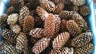 50 Pine Cones Spruce 5-8 cm Craft, Wedding, Wreaths, Florist