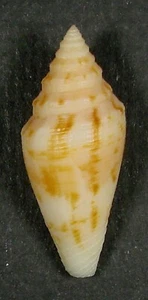 CONUS COMPRESSUS 35.19mm BEAUTIFUL SPECIMEN Cactus Beach, South Australia - Picture 1 of 2