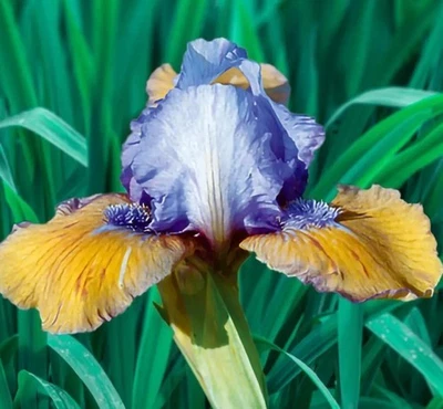 Blueberry Tart Iris: Perennial, Unusual blooms, Gal sz w/new healthy roots - Image 1 of 4