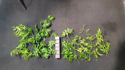 Star Jasmine Polyanthum Cuttings w/ Clone growing cubes - Image 1 of 3