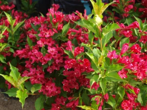 RUBY RED WEIGELA 4" pot (Weigela rubrun) - Picture 1 of 5