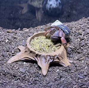 Hermit Crab Tank Food Bowl Tree Stump Decor  Hermit Crab Supplies Accessories - Picture 1 of 11