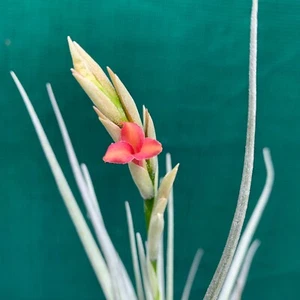 Tillandsia Mystic Trumpet Enigma (12-15cm) Air Plant, (Auto Combine Postage) - Picture 1 of 3