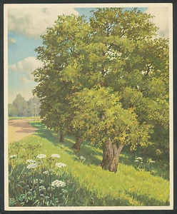 Verkade's Album "Onze Groote Rivieren" 18. Noteboomen aan dijk - Bild 1 von 2