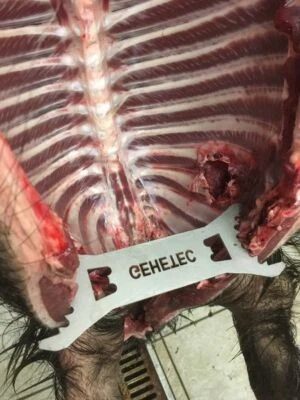 Gehetec Wildspreizer XXL für sehr großes Wild wie z.B Schwarzwild oder Rotwild