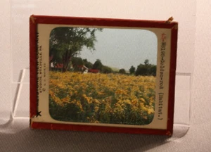 SLIDE CHIAVE DI VOLTA VINTAGE - SCENA BOTANICA: ASTA D'ORO - Foto 1 di 1