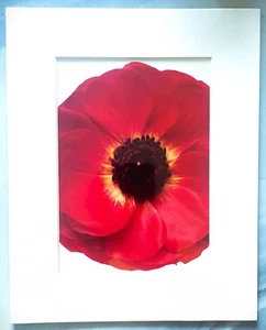 Matted Poppy in Bloom Flower Print 8 in x 10 in by Artbeats - Picture 1 of 1