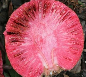 Melocotón rojo Africano Nauclea Latifolia 20 semillas seeds - fruta comestible - Imagen 1 de 1