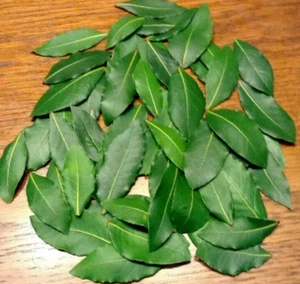 Organic Bay Leaves, 85 Fresh picked leaves, Laurus Nobilis Laurel,free Shipping - Picture 1 of 1