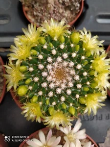 MAMMILLARIA MARKSIANA POT 10 RIF M13 CACTUS SUCCULENTE NO ARIOCARPUS COPIAPOA - Foto 1 di 8