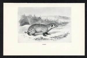 Tejón, ilustración animal juego americano, impresión caza 1898 - Imagen 1 de 3