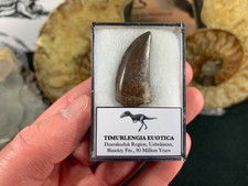 Rare Timurlengia euotica Tyrannosaur Tooth #13 - Uzbekistan Dinosaur Fossil