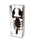 BLACK SCORPION Genuine INSECT Desktop Lucite Paperweight  Paper Weight  Large