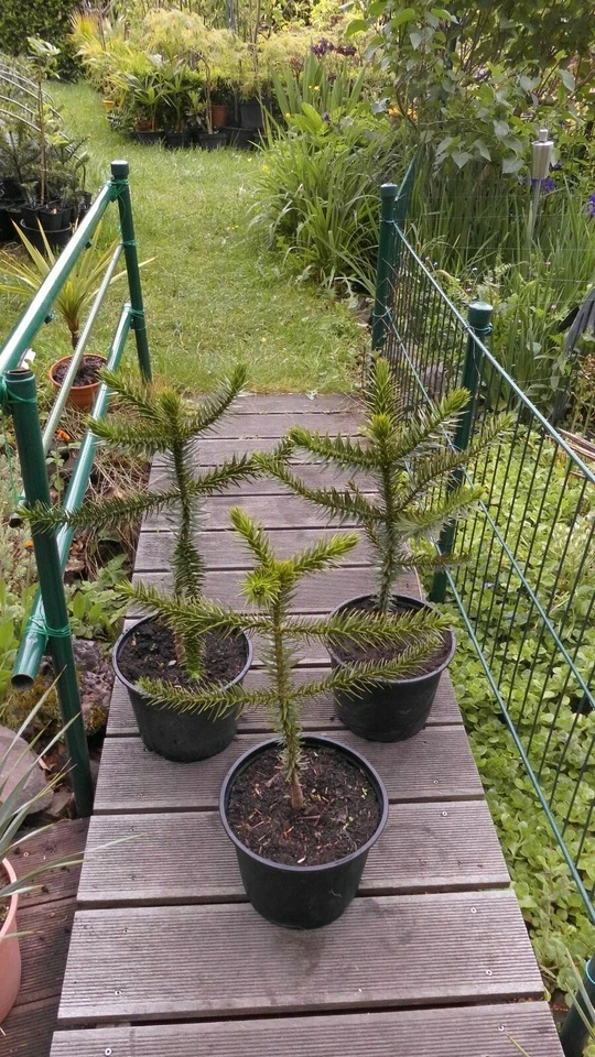1 x Araucaria Araucana - Schmucktanne - Chilenische Andentanne Affenbaum. - Bild 1 von 1