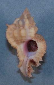 MUREX LACINIATUS 35,69mm SCHÖNES GELBES EXEMPLAR Bohol Island, Philippinen - Bild 1 von 1