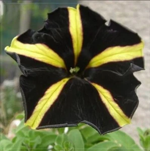 Petunia Seed 100 Black Yellow Stripe Petunia Seeds Petunia hybrida Morning Glory - Picture 1 of 2