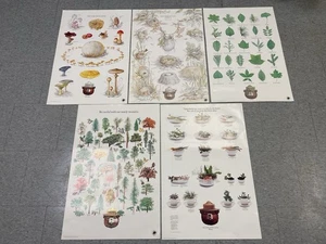 ¡LOTE DE 5 CARTELES DE OSO AHUMADO VINTAGE!! - Imagen 1 de 6