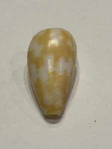 Conus dolium Petergabrieli F+++ 33.53 Palawan Philippines Rare Yellow - Picture 1 of 5