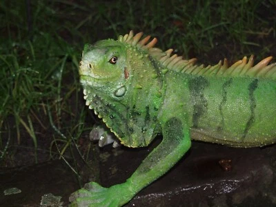 LEGUAN Deko Figur Reptilien Echse ca 60cm lebensecht wetterfest Wanddeko Neuheit - Bild 1 von 4