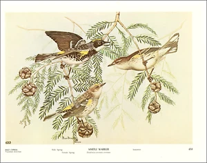 1968 Vintage Print Myrtle Warbler Bird Bald Cypress Tree Pinecone By Rex Brasher - Picture 1 of 4