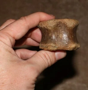 Edmontosaurus Wirbel Dinosaurier Fossil Hell Creek Formation - Kreidezeit - Bild 1 von 14