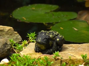 OOAK Polymer Clay Mama Frog von Kandy Jacks - Bild 1 von 14