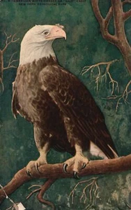 Postal de colección American White-Headed Bald Eagle New York Zoo Park años 1910 - Imagen 1 de 2