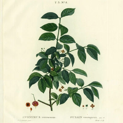 Rare 1801 REDOUTÉ Hand-Colored Lg Folio Stipple Engraving EUONYMUS (Bittersweet) - Image 1 of 4