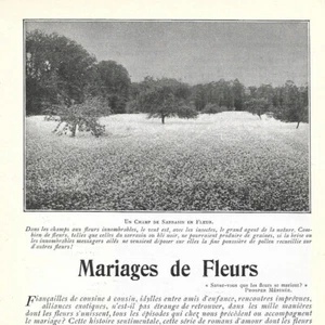 Mariage de fleurs - - Article de presse 1904 - Picture 1 of 4