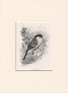 OLD ANTIQUE BIRD ENGRAVING 1916 PRINT READY MOUNTED THE COCK BULLFINCH - Bild 1 von 1