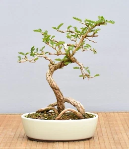 Bonsai Indoor, Turibaum (Sesbania grandiflora) 25075 | Bonsai-Garten-Müller - Bild 1 von 2