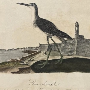 John James Audubon. Greenshank. View of St Augustine, Florida No 70. Plate 346. - Picture 1 of 6
