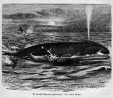 Pottwal Physeter catodon Walfische Wale Wal DRUCK von 1913