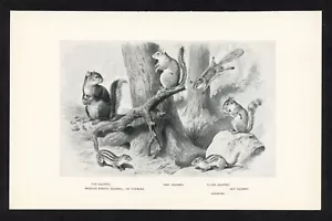 Ardillas, ilustración animal de juego americano, impresión de caza 1898 - Imagen 1 de 3