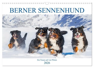 Berner Sennenhund - Ein Traum auf vier Pfoten (Wandkalender 2026 DIN A3 quer), C - Bild 1 von 4