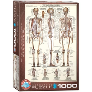 Das menschliche Skelett 1000 Teile Puzzle Format 68x48 cm - Bild 1 von 6