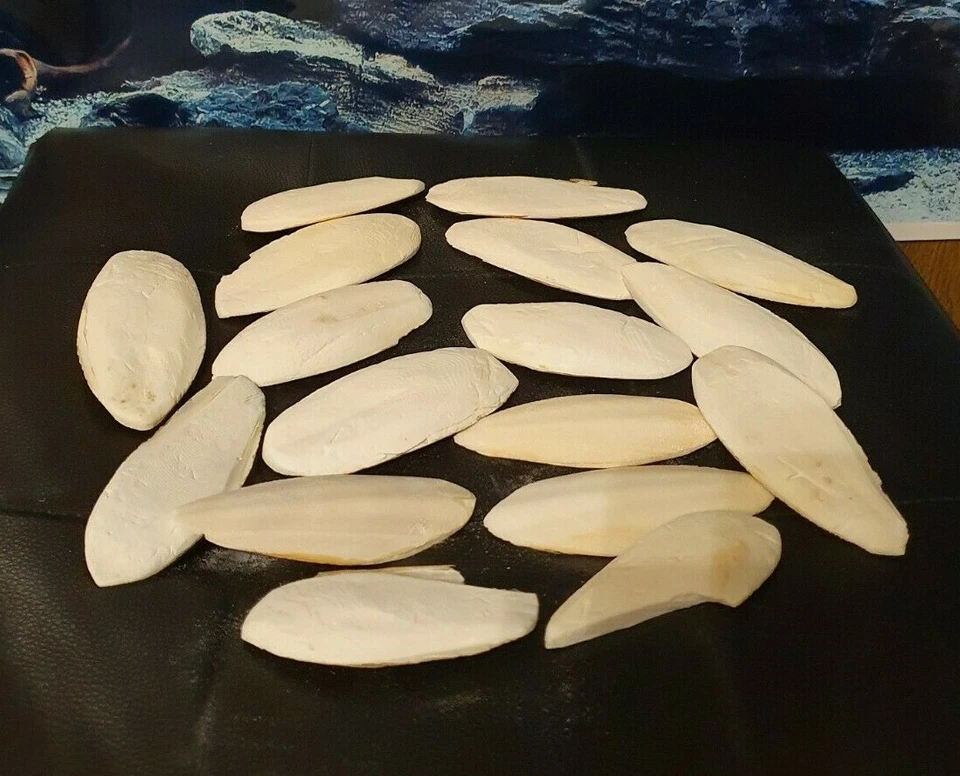 20 Sepiaschalen ca. 7-12cm - Sepia Pickstein Schnabel Vögel & Reptilien Futter - Bild 1 von 1