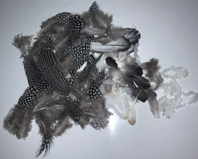 BASTELN Federn Hühner Traumfänger natürliche Mauser freilaufend Perlhühner - Bild 1 von 4