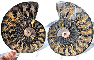 Large Black Ammonite Pair Crystals XL 155mm 110myo Dino age FOSSIL 6.2" n2331ss - Picture 1 of 11