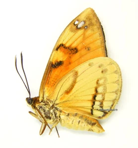 Unmounted Butterfly/Castniidae - Athis (Castnia) flavimaculata, RARE, male, A- - Picture 1 of 1